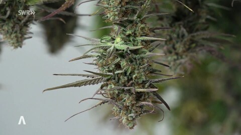 Cannabis