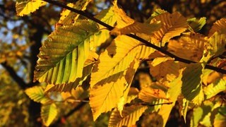 Die bunten Blätter der Hainbuche, die am Baum oder an der Hainbuchenhecke im Garten wachsen.