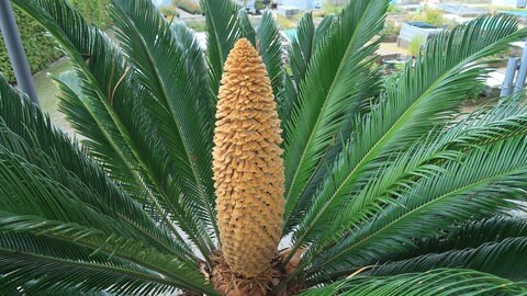 Der Japanische Palmfarn mit länglich geformten Laubblättern im Botanischen Garten Mainz.