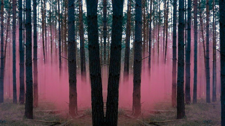 Wald mit symbolhaftem rosafarbenem Nebel