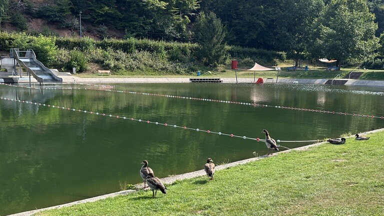 Die Nilgänse lassen sich von uns Menschen kaum beeindrucken.
