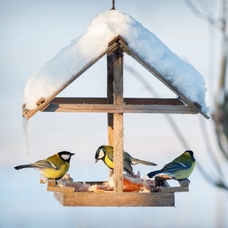 Wie man Vögeln im Winter helfen kann