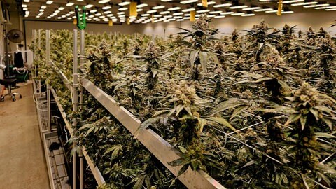 Der Cannabis Social Club "High Society Donau-Iller" hat bereits die erste Ernte eingefahren. Offiziell hat das Landratsamt die Nutzung der Halle zum Cannabisanbau aber eigentlich untersagt. Jetzt muss das Verwaltungsgericht entscheiden.