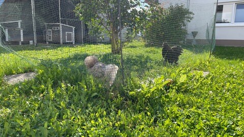 Im Garten der WG für Menschen mit Demenz in Alzey leben auch Hühner.