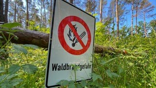 Im Pfälzerwald steigt die Waldbrandgefahr aufgrund der anhaltenden Trockenheit.