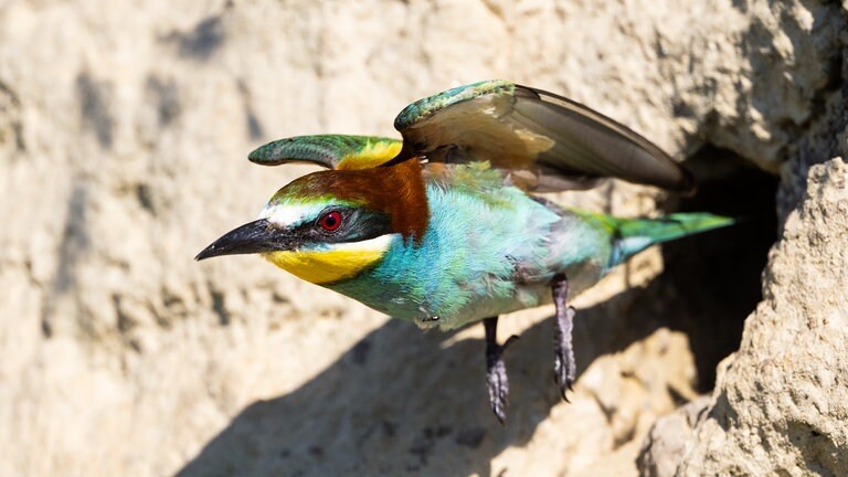 Der Bienenfresser, Europas wohl buntester Vogel
