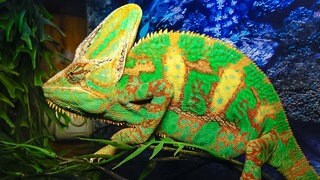 Jemenchamäleon (Chamaeleo calyptratus): Chamäleons setzen ihre Farben hauptsächlich ein, um mit Artgenossen zu kommunizieren. Ein Beispiel: Treffen sich zwei Chamäleonmännchen, entsteht eine Konkurrenzsituation. Je nachdem, ob das Chamäleon Kampfbereitschaft zeigen will oder Unterwerfung, signalisiert es das in Sekundenschnelle mit der Farbe. Was würde passieren, wenn man ein Chamäleon in einen Raum voller Spiegel setzte? 