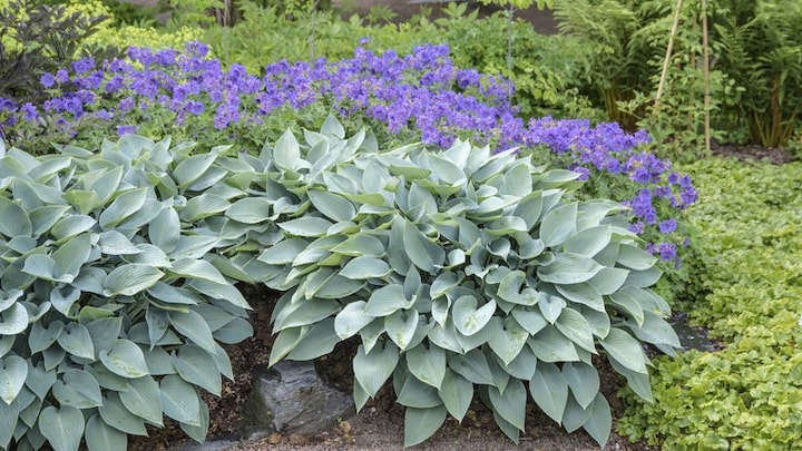Schattenpflanze im Garten: Die Funkie (Hosta "Halcyon") trägt stahlblaue Blätter.