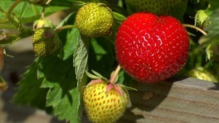 Erdbeere am Strauch