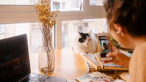 Das Bild zeigt eine Frau, die ein Foto von ihrer Haustier-Katze macht.