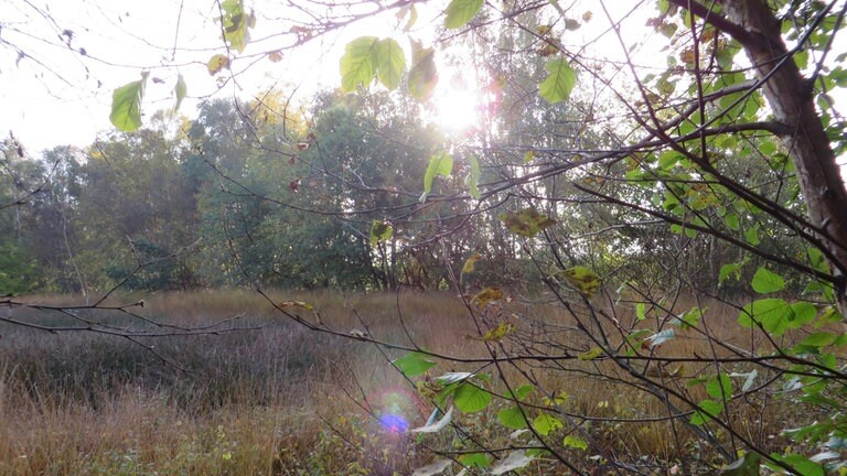 So sieht das Moor typischerweise aus: Wasser, Erde, Tümpel, Bäume und mitunter geheimnisvolle Reflektionen
