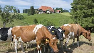 Der Fallerhof im Hintergrund, im Vordergrund Kühe