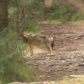 ein Wolf im Wald