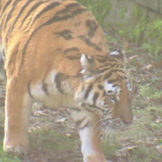 Tigerin