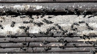An der Verschalung eines Hochbeets krabbeln Ameisen