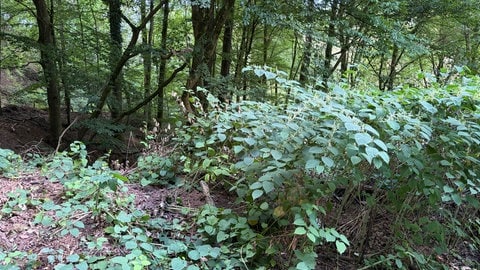 Verschmutzung im Trierer Wald