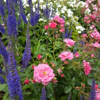 Rosenbeet