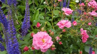 Rosenbeet