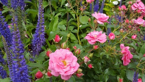Rosenbeet