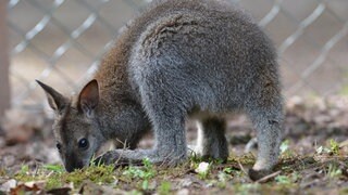 (Symbolbild) Ein Känguru hinter einem Zaun