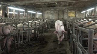 Ein Schwein steht auf dem Gang einer Zucht, neben kaputten Stallungszäunen. In diesem Betrieb in Halver (NRW) haben Tierschützer schwere Missstände dokumentiert.