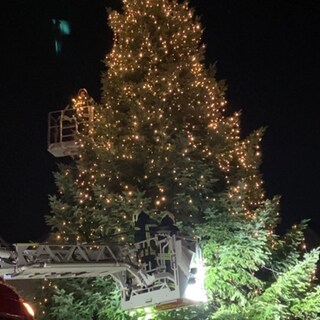 Weihnachtsbaumsetzung auf dem Ulmer Münsterplatz.