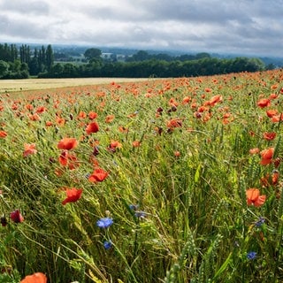 Rot blühende Mohnblumen durchziehen ein Getreidefeld in hügeliger Landschaft: Der Verlust vieler Insektenarten hat die Bevölkerung aufgeschreckt und die Politik zum Handeln bewogen. Bis 2030 soll die Landwirtschaft den Einsatz chemischer Pflanzenschutzmittel um die Hälfte reduzieren.