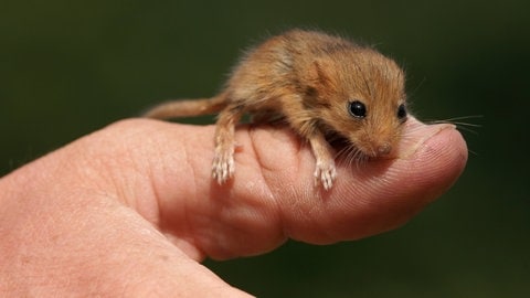 Die geschützte Haselmaus lebt rund um die Kochertalbrücke.