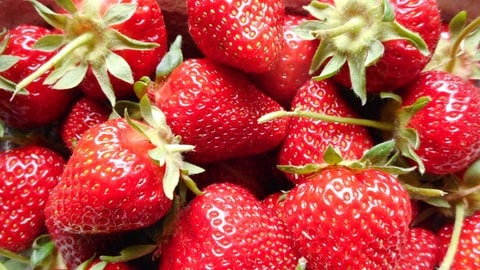 Frisch gepflückte und selbstangebaute Erdbeeren in einer Schale. 