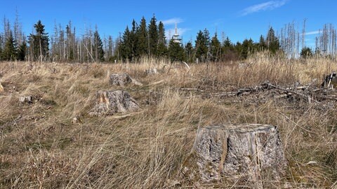 Die Forschungsfläche besteht aus Wald, stehendem Totholz und Kahlschlagsfläche.