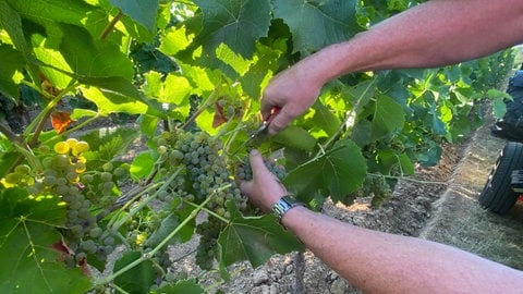 Weinlese Federweiser