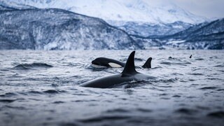 Orcas (Orcinus orca) tauchen an der Küste vor Norwegen auf: Grindwale und Schwertwale (Orcas) leben in engen sozialen Strukturen und verständigen sich über Laute, die unserer Sprache ähnlich sein können. Ihre Population ist zunehmend bedroht. 