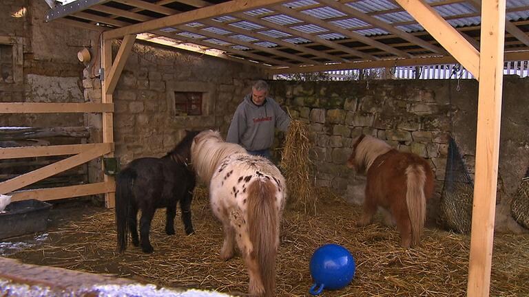 Ponies