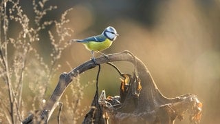Eine Blaumeise sitzt an einem Dezembertag auf einer verblühten Sonnenblume. Die fetthaltigen Kerne gehören zur Leibspeise vieler Vögel. Wer die Sonnenblumen im Garten im Herbst länger stehen laesst, sorgt so für natürliches Vogelfutter.
