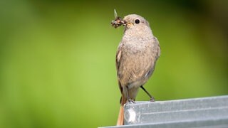 Ein Hausrotschwanz mit Insekten im Schnabel. Vögel wie dieser kehren gerade wieder zurück an den Bodensee (Archivbild).