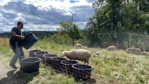 Landwirt Daniel Fritz aus Tübingen kümmert sich um seine Schafe