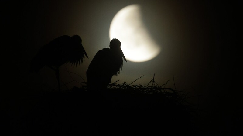 Hinter einem Storchennest der Vollmond während einer totalen Mondfinsternis.