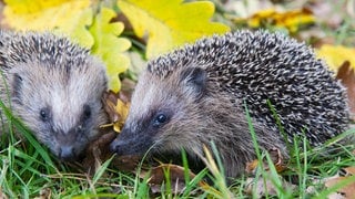 Die Suche nach Nahung oder einem Partner kann für Igel zur Lebensgefahr werden. 