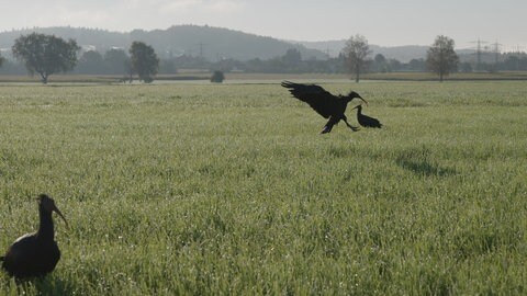Ein Waldrapp landet auf einer Wiese bei Frickingen