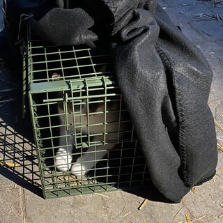 Eine Katze in einer Falle. Die Katzen werden auf dem Bauernhof in Eningen unter Achalm in Gitterkäfigen gefangen und dann in Transportboxen umgeladen. Danach werden sie behandelt, geimpft und kastriert.