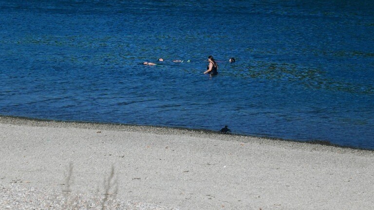 Niedrigwasser im Rhein: DLRG kann ihre Boote nicht mehr zur Rettung einsetzen