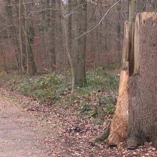 Wald