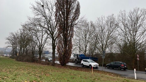 An der B428 in Bad Kreuznach stehen 50 Bäume, die gefällt werden müssen