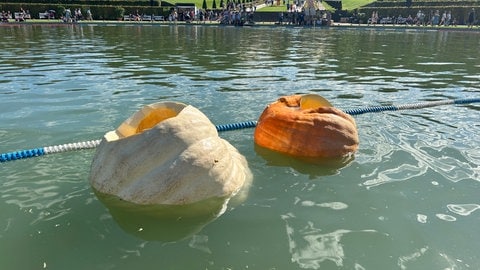 Kürbis-Regatta in Ludwigsburg