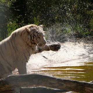 Tigerin Charlota kühlt sich bei Hitze im Wasser ab, in der Tierauffangstation Maßweiler