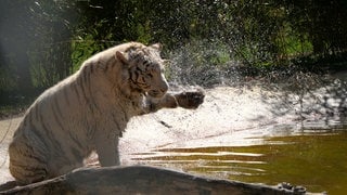 Tigerin Charlota kühlt sich bei Hitze im Wasser ab, in der Tierauffangstation Maßweiler