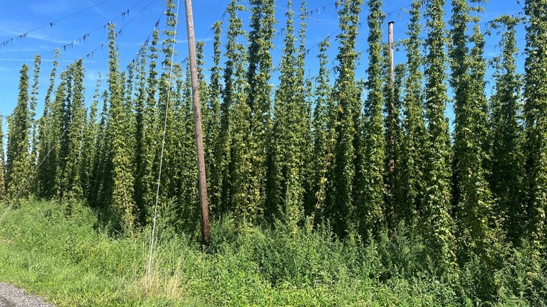 Hopfenpflanzen kurz vor der Ernte in Tettnang.