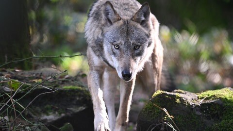 In Kusel wird darüber diskutiert, ob der Wolf künftig geschossen werden könnte.