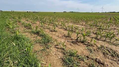 Hagelschaden auf einem Feld bei Ilshofen