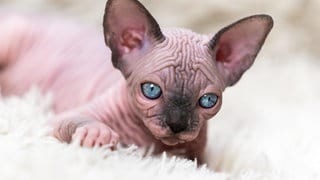 Eine Nacktkatze liegt auf einem Teppich (Symbolbild). Mehrere Gerichte haben die Qualzucht im Kreis bad Kreuznach gestoppt, eine Zücheterin muss die Katzen kastrieren.